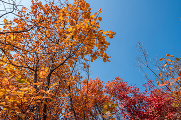 Colorful mountain forest in autumn