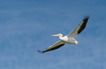 Fototapeta na wymiar Great white pelican flying in Blue Sky
