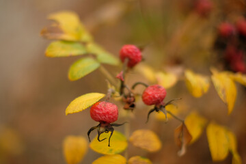 Owoce dzikiej róży zdjęcie jesienne