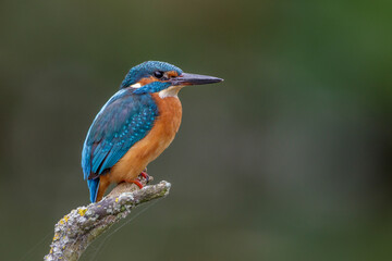 Eisvogel (Alcedo atthis) Männchen