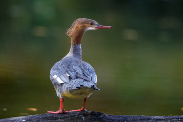Gänsesäger (Mergus merganser) Weibchen