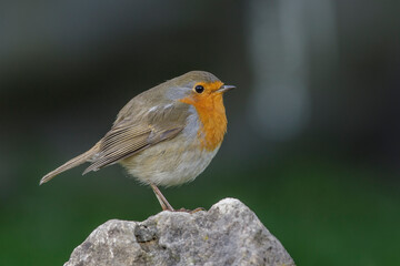 Rotkehlchen (Erithacus rubecula)