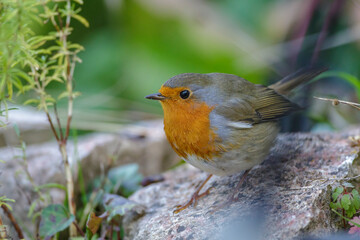 Rotkehlchen (Erithacus rubecula)