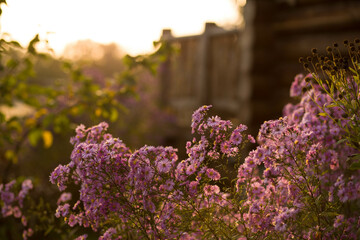 flowers in the garden