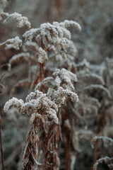 snow covered branches. frost on the dried grass. first winter frosts. loneliness and cold concept