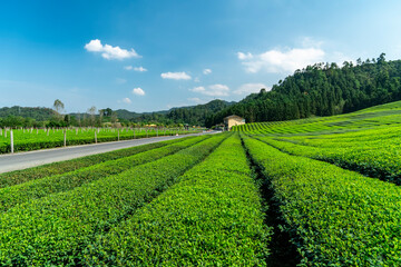 Hangzhou Qiandao Lake Tea Mountain