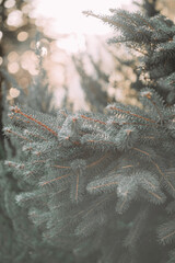 frost on the branches of a Christmas tree. first winter frosts. loneliness and cold concept. back sunlight. flashing of the frame.