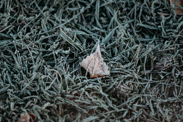 leaf on the ground