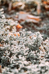 herbs in the market