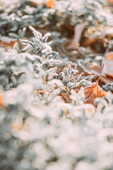autumn leaves on the ground