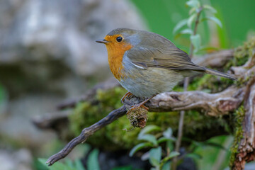 Rotkehlchen (Erithacus rubecula)