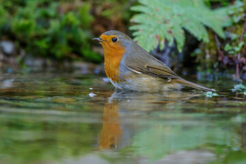 Rotkehlchen (Erithacus rubecula)