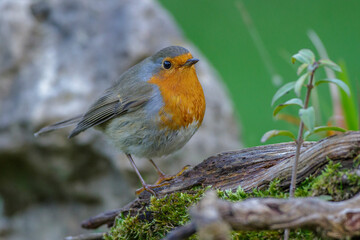 Rotkehlchen (Erithacus rubecula)