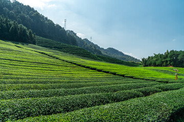 Fototapeta na wymiar Hangzhou Qiandao Lake Tea Mountain