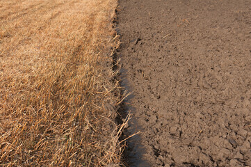 field cultivation after harvest
