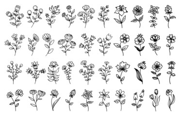 Outline floral set. Black thin line flowers isolated on white background. Flowers collection black outline illustrations.