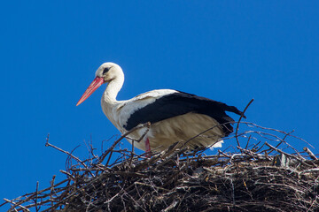 Storks in the nest. Poland