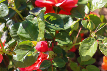 red rose bud in flower bed
