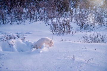 An adult Arctic fox (Vulpes lagopus) leaving its snowy, hidden den early on a cold winter morning near Churchill, Manitoba, Canada.