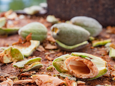 Cracking of harvest shelled almonds from husk. Tasty fresh almonds