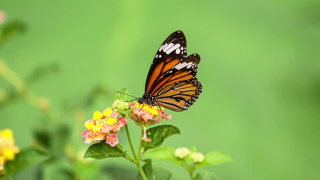Monarch Butterfly on blossom of yellow flower in meadow.