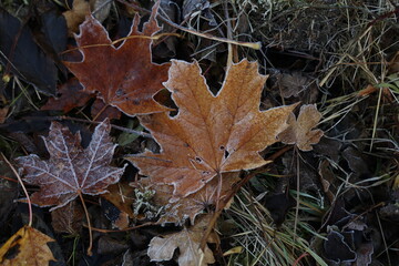 Autumn morning leaves are covered with hoarfrost