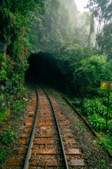 railway in the woods