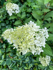 Bigleaf hydrangea