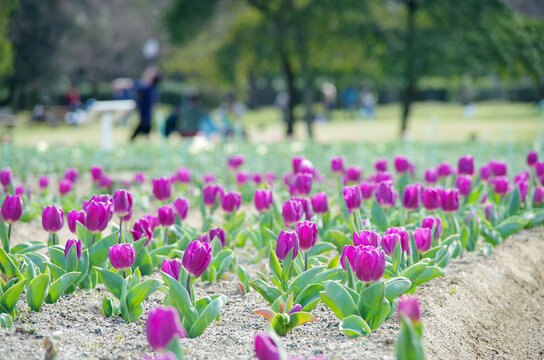 万博記念公園 Images Browse 1 115 Stock Photos Vectors And Video Adobe Stock