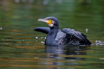 Kormoran (Phalacrocorax carbo)