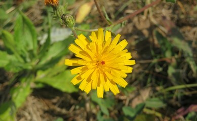 Yellow hieracium flower in the meadow, closeup