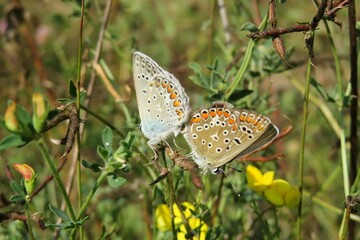 Beautiful mating polyommatus butterflies on lathyrus plant in the meadow, closeup