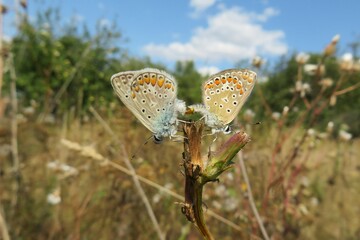 Mating polyommatus butterflies in the garden on blue sky background, closeup