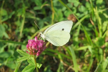 White cabbage butterfly on clover flower in the meadow, closeup
