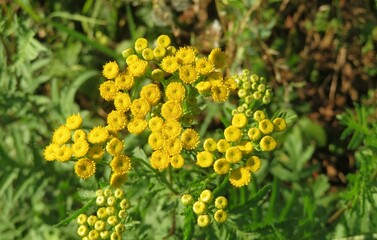 Yellow tansy flowers in the meadow, closeup