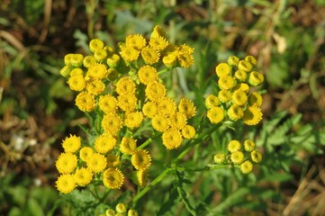 Yellow tansy flowers in the meadow, closeup