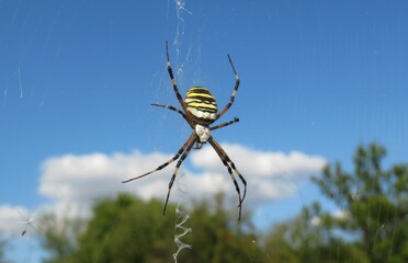 Argiope spider on the web on blue sky background