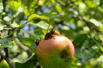 Hornet inside apples in the garden on natural sky and leaves background
