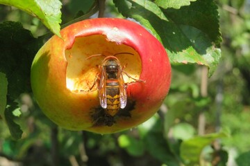Closeup of big hornet eating an apple in the garden
