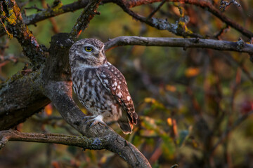 Steinkäuze (Athene noctua)