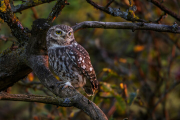 Steinkäuze (Athene noctua)