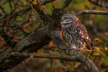 Steinkäuze (Athene noctua)