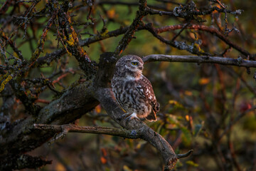 Steinkäuze (Athene noctua)