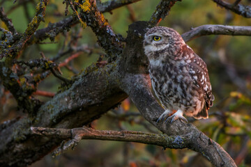 Steinkäuze (Athene noctua)