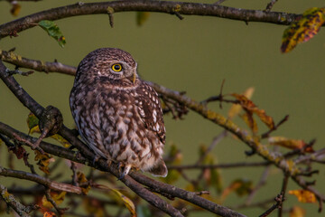 Steinkäuze (Athene noctua)