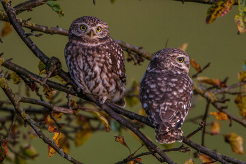 Steinkauzpaar (Athene noctua)