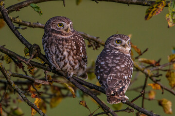 Steinkauzpaar (Athene noctua)