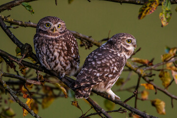 Steinkauzpaar (Athene noctua)