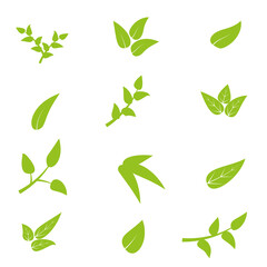 Set of green leaves on white background