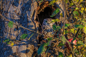 Steinkäuze (Athene noctua)